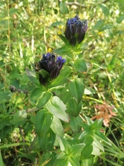 Gentiana dschungarica