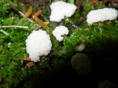 Stemonitis axifera