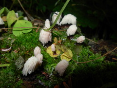 Stemonitis axifera