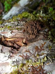 Stemonitis axifera