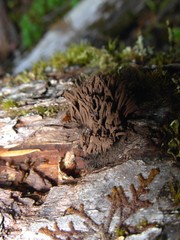 Stemonitis axifera