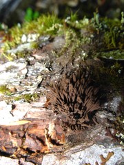 Stemonitis axifera