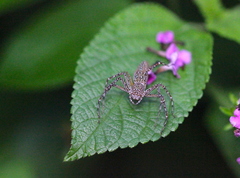 Hamadruas hieroglyphica