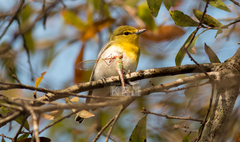 Vireo flavifrons image