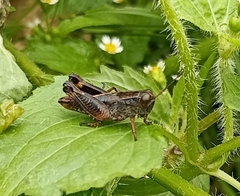 Peripolus