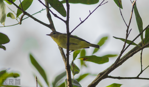 Vireonidae image