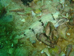 Agile Klipfish photo 1