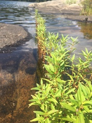 Lysimachia thyrsiflora