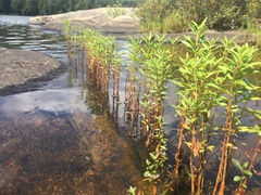 Lysimachia thyrsiflora