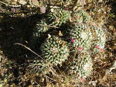 Mammillaria compressa