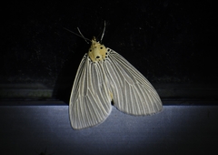 Neochera inops