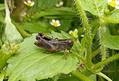 Peripolus