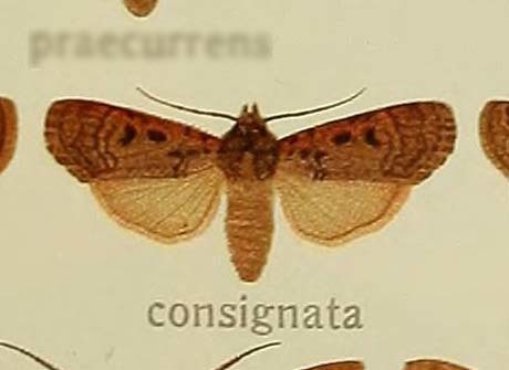 Hermonassa consignata