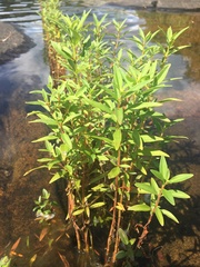 Lysimachia thyrsiflora