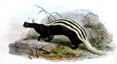 African Striped Weasel photo 4