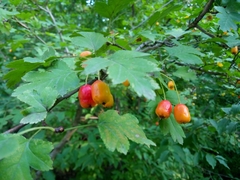 Crataegus monogyna