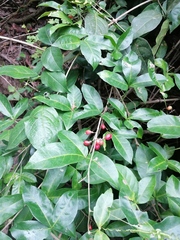 Lonchocarpus guatemalensis