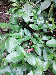 Lonchocarpus guatemalensis