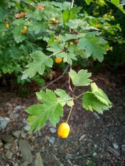 Crataegus monogyna