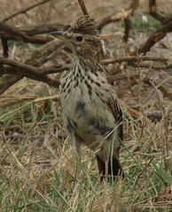 Galerida magnirostris magnirostris