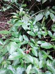Lonchocarpus guatemalensis