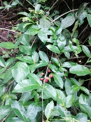 Lonchocarpus guatemalensis
