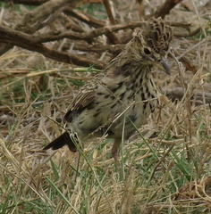 Galerida magnirostris magnirostris
