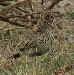 Galerida magnirostris magnirostris