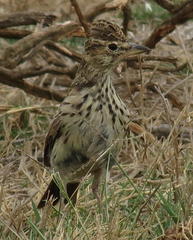 Galerida magnirostris magnirostris