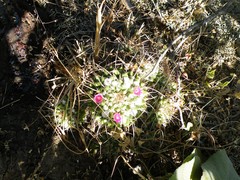 Mammillaria compressa