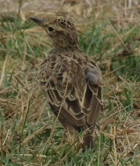 Galerida magnirostris magnirostris