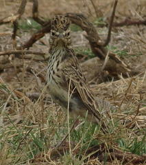 Galerida magnirostris magnirostris