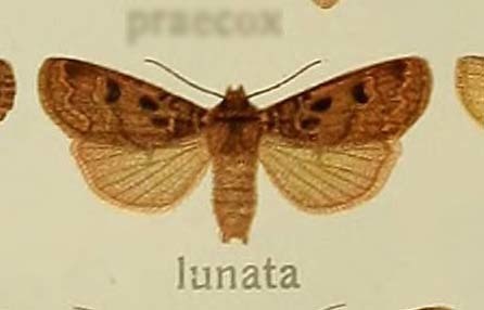 Hermonassa lunata