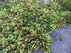 Scleropodium obtusifolium