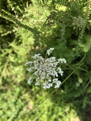Daucus carota