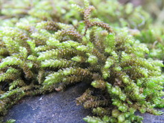 Scleropodium obtusifolium