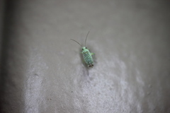 Orthotylus coagulatus