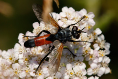 Cylindromyia