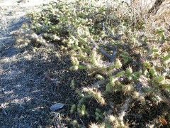 Corynopuntia