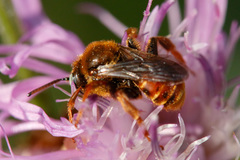 Epeoloides coecutiens