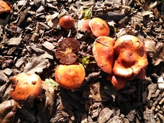 Leratiomyces ceres