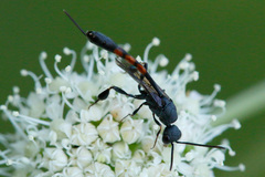 Evanioidea