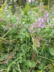 Nepeta grandiflora