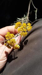Helichrysum rutilans