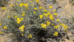 Helichrysum rutilans