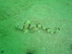 Halaelurus natalensis