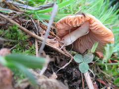 Entoloma clypeatum