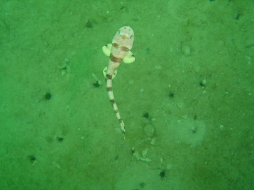 Halaelurus natalensis
