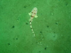 Halaelurus natalensis