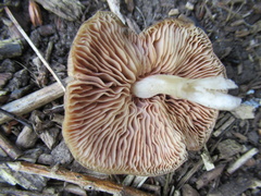 Entoloma clypeatum